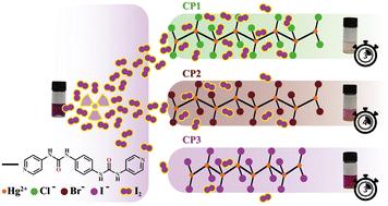 Reversible anion-dependent iodine uptake in nonporous pseudopolymorphic coordination polymers†