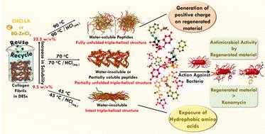 Sustainable dissolution of collagen and the formation of polypeptides in deep eutectic solvents for application as antibacterial agents†