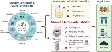 Extraction of bioactive compounds from beach-cast brown algae: a review on accelerated solvent extraction and subcritical water extraction