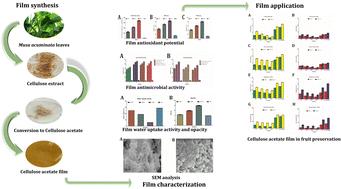 Preparation and evaluation of bioactive cellulose acetate films from Musa acuminata