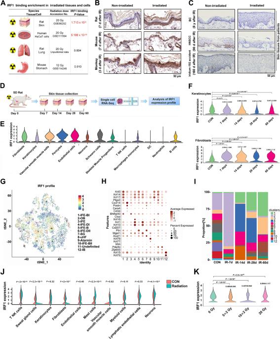 Chaperone- and PTM-mediated activation of IRF1 tames radiation-induced cell death and the inflammatory response