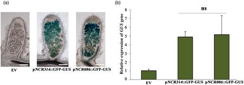 Two members of a Nodule-specific Cysteine-Rich (NCR) peptide gene cluster are required for differentiation of rhizobia in Medicago truncatula nodules