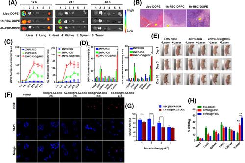 Red blood cell derived nanocarrier drug delivery system: A promising strategy for tumor therapy