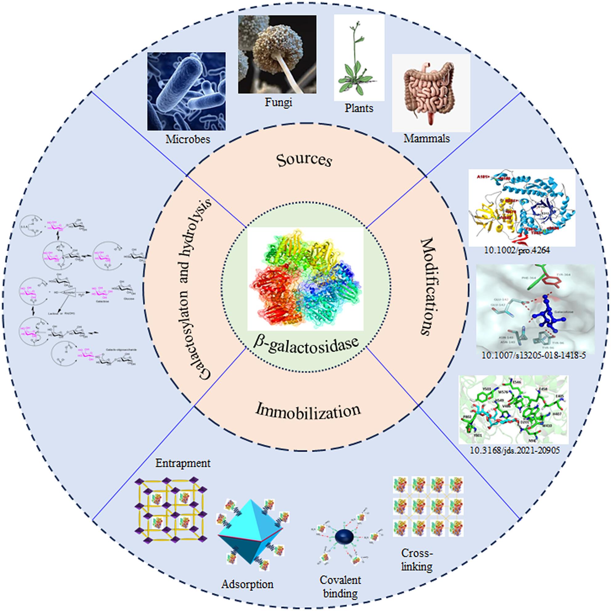 β-Galactosidase: Insights into source variability, genetic engineering, immobilisation and diverse applications in food, industry and medicine