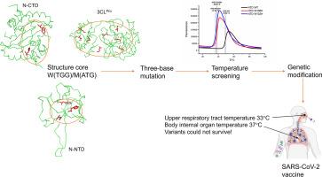 Regulation of protein thermal stability and its potential application in the development of thermo-attenuated vaccines