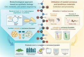 Keratinous and corneous-based products towards circular bioeconomy: A research review