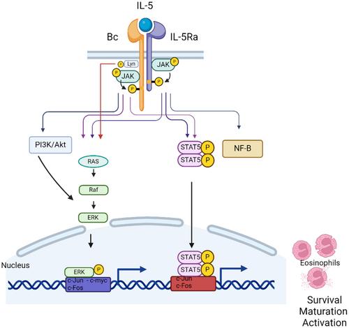 Role of IL-5 in asthma and airway remodelling