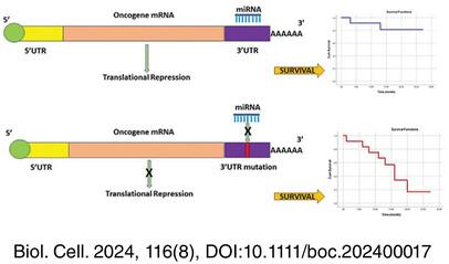 Association of 3'UTR variations of EGFR and KRAS oncogenes with clinical parameters in lung cancer tumours