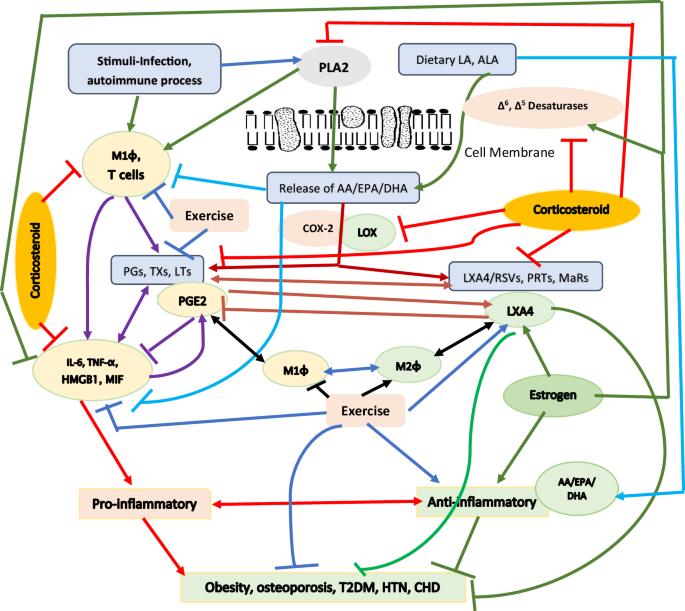 Is there a role for essential fatty acids in osteoporosis?