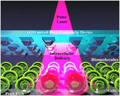 Ultra-low intensity light pulses for large cargo delivery into hard-to-transfect cells using an rGO mixed PDMS microtip device†