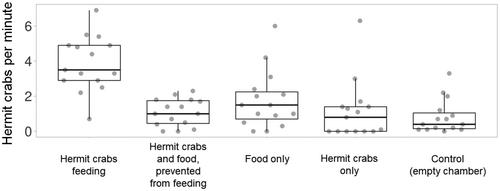 Wave of mutilation: Scavenging hermit crabs use social information to locate carcasses