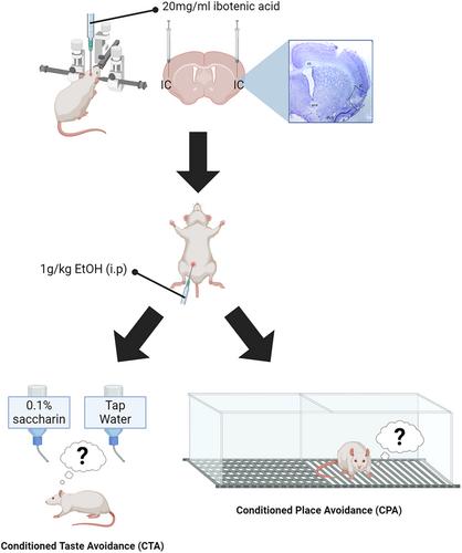 Bilateral insular cortical lesions reduce sensitivity to the adverse consequences of acute ethanol intoxication in Pavlovian conditioning procedures