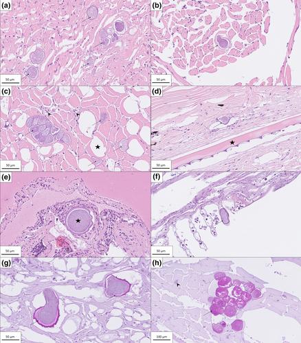 First detection of Ichthyophonus sp. in invasive wild pink salmon (Oncorhynchus gorbuscha) from the North Atlantic Ocean