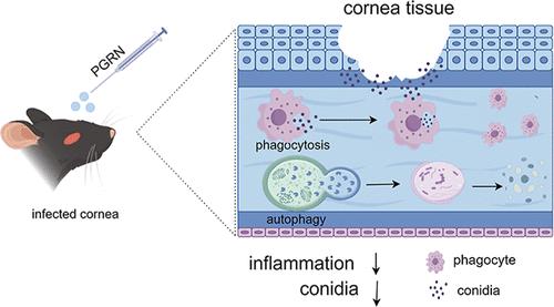 Progranulin Protects against Aspergillus fumigatus Keratitis by Attenuating the Inflammatory Response through Enhancing Autophagy