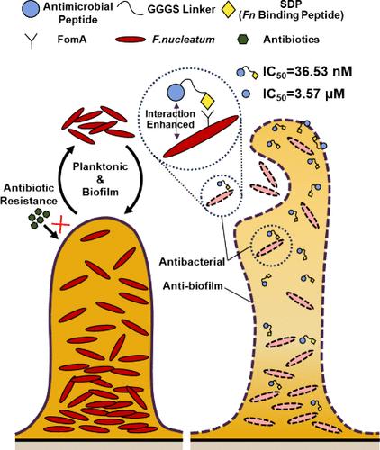 Engineering Short Antimicrobial Peptides to Specifically Target Fusobacterium nucleatum in the Mixed Microbial Population