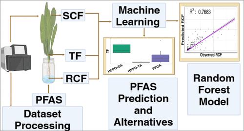 A Machine Learning Approach for Predicting Plant Uptake and Translocation of Per- and Polyfluoroalkyl Substances (PFAS) from Hydroponics