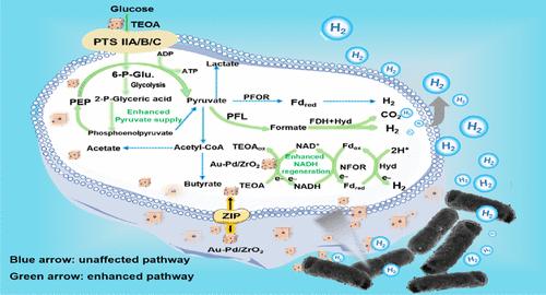 Au–Pd Nanoalloy-Catalyzed Intracellular Reducing Power Regeneration to Boost the Biohydrogen Production in a Biohybrid System