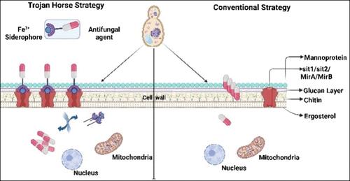 Siderophore-Conjugated Antifungals: A Strategy to Potentially Cure Fungal Infections
