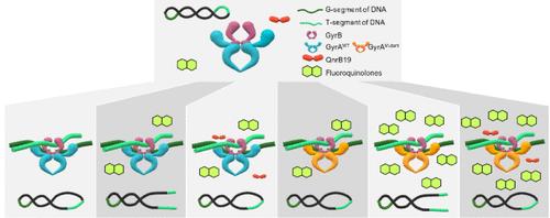 Interplay between Amino Acid Substitution in GyrA and QnrB19: Elevating Fluoroquinolone Resistance in Salmonella Typhimurium