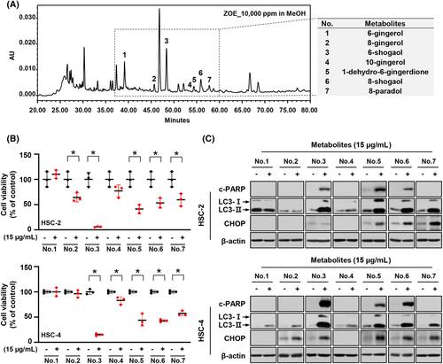 Zingiber officinale promotes autophagy and apoptosis in human oral cancer through the C/EBP homologous protein