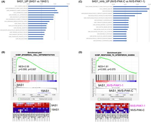 Targeting PAK1 is effective against cutaneous squamous cell carcinoma in a syngenic mouse model