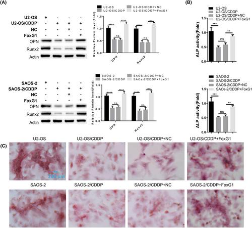 FoxG1/BNIP3 axis promotes mitophagy and blunts cisplatin resistance in osteosarcoma