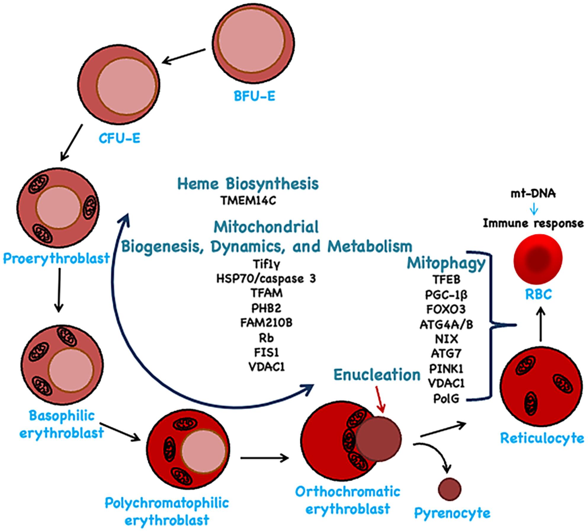 Mitochondrial regulation of erythropoiesis in homeostasis and disease