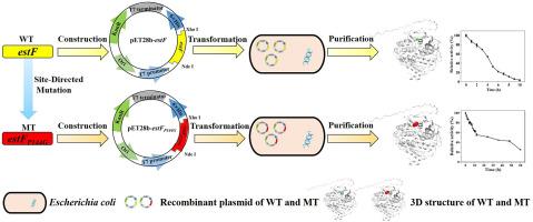 Characterization of a novel carboxylesterase from Streptomyces lividans TK24 and site-directed mutagenesis for its thermostability