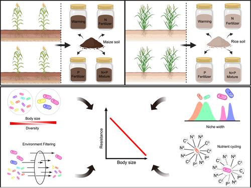 Smaller microorganisms outcompete larger ones in resistance and functional effects under disturbed agricultural ecosystems