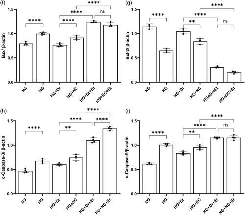 Mitochondria fission accentuates oxidative stress in hyperglycemia-induced H9c2 cardiomyoblasts in vitro by regulating fatty acid oxidation