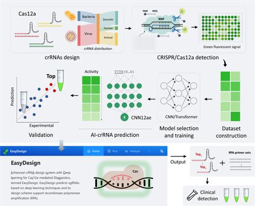 Deep learning enhancing guide RNA design for CRISPR/Cas12a-based diagnostics