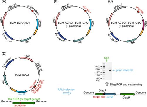 Genetic manipulations of nonmodel gut microbes