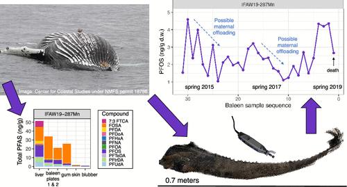 Whale Baleen To Monitor Per- and Polyfluoroalkyl Substances (PFAS) in Marine Environments