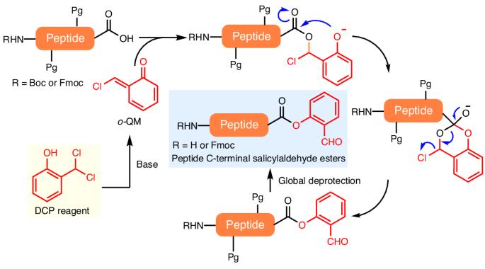 O-to-O acyl transfer for epimerization-free peptide C-terminal salicylaldehyde ester synthesis