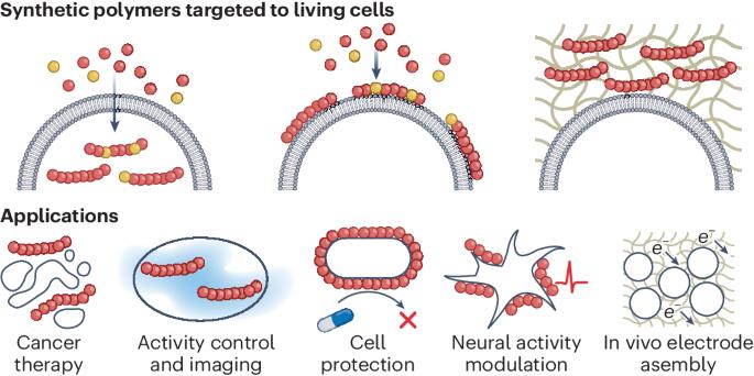 Applications of synthetic polymers directed toward living cells