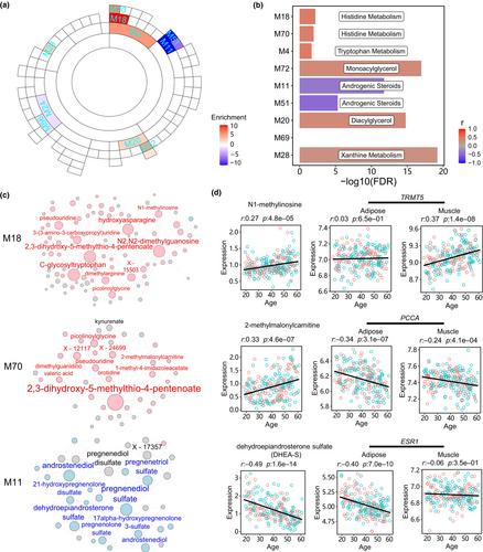 Integrated multi-omic analyses uncover the effects of aging on cell-type regulation in glucose-responsive tissues