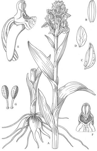 1103. Dactylorhiza incarnata (L.) Soó