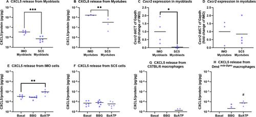 Investigating the Involvement of C−X−C Motif Chemokine 5 and P2X7 Purinoceptor in Ectopic Calcification in Mouse Models of Duchenne Muscular Dystrophy