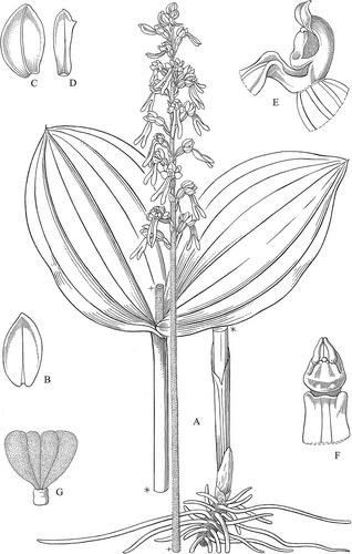 1099. Neottia ovata (L.) Hartm.