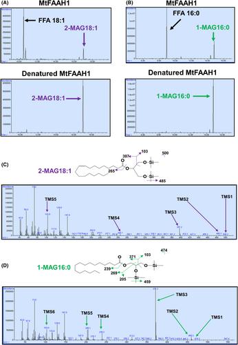 Ex vivo lipidomics reveal monoacylglycerols as substrates for a fatty acid amide hydrolase in the legume Medicago truncatula