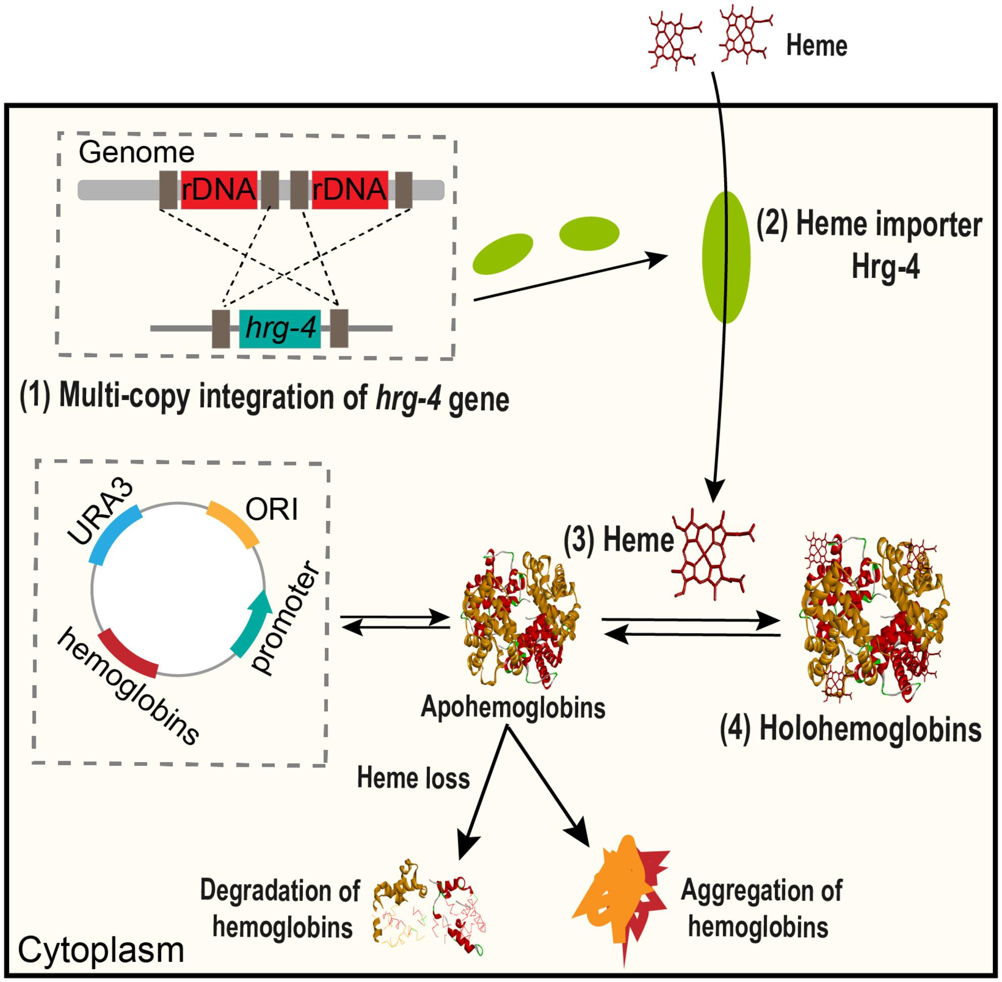 Efficient biosynthesis of active hemoglobins through enhancing the import of heme in Saccharomyces cerevisiae