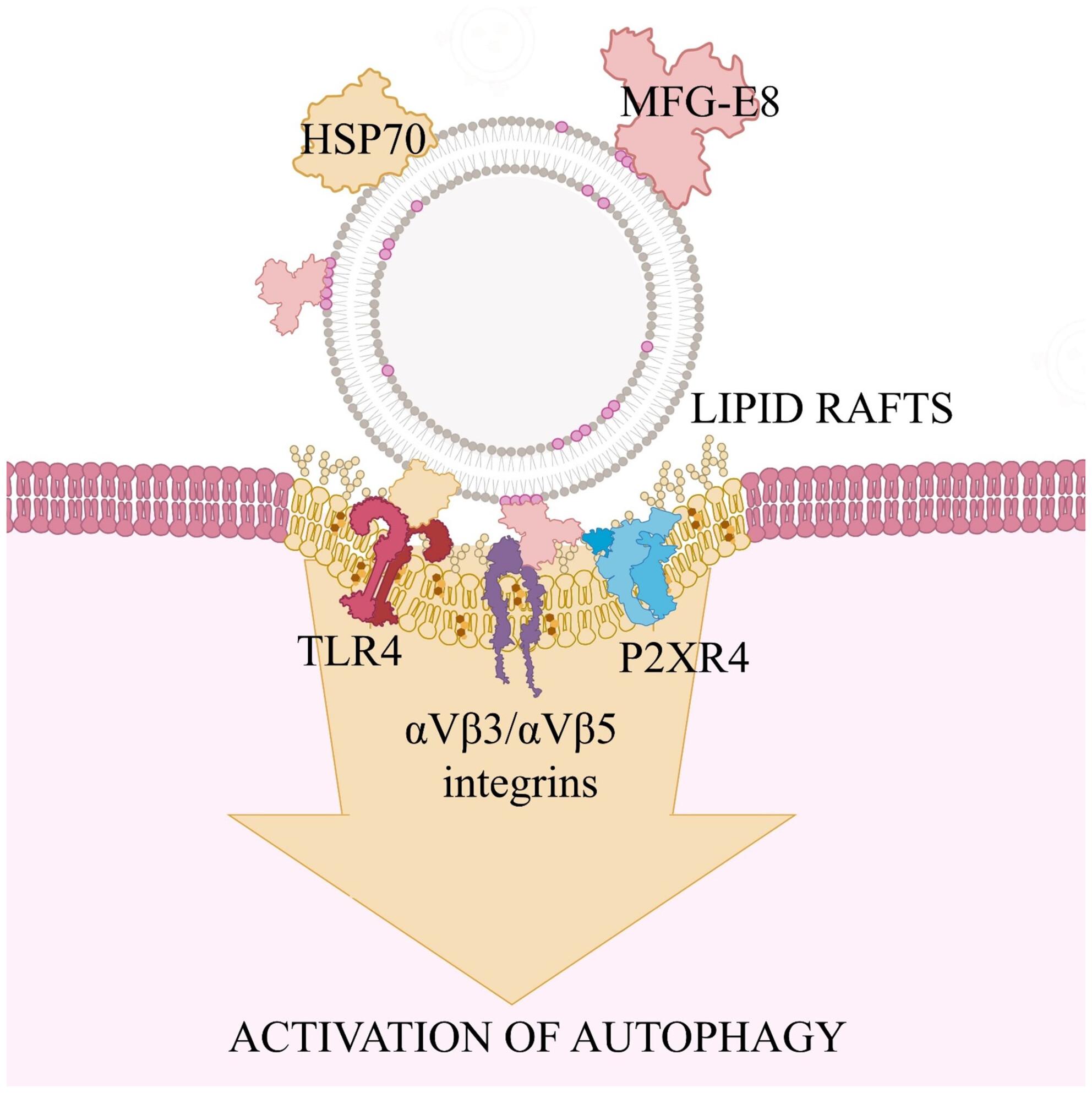 Extracellular vesicles promote autophagy in human microglia through lipid raft-dependent mechanisms