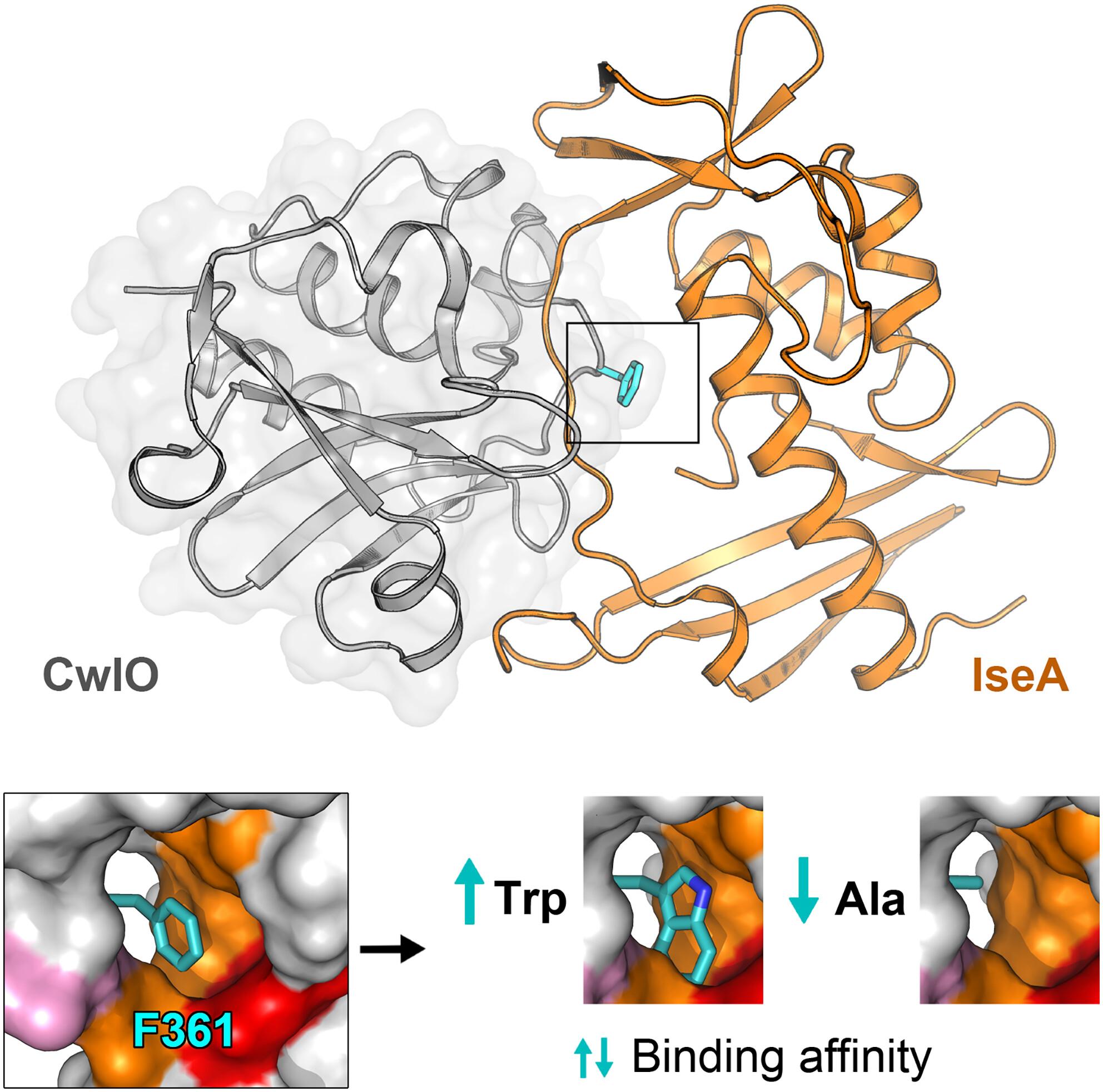 Structural analysis of the peptidoglycan DL-endopeptidase CwlO complexed with its inhibitory protein IseA