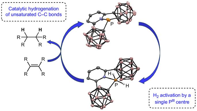 Hydrogen splitting at a single phosphorus centre and its use for hydrogenation