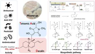 Biosynthesis, biological activities, and structure–activity relationships of decalin-containing tetramic acid derivatives isolated from fungi