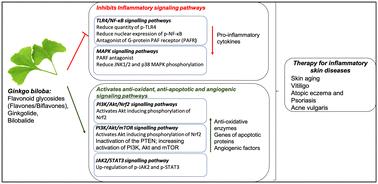 From traditional medicine to nanomedicine: potential of Ginkgo biloba extracts in treating inflammatory skin diseases