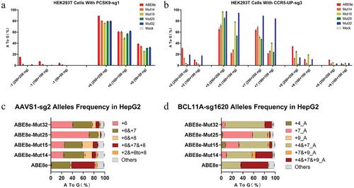 Library-Assisted Evolution in Eukaryotic Cells Yield Adenine Base Editors with Enhanced Editing Specificity