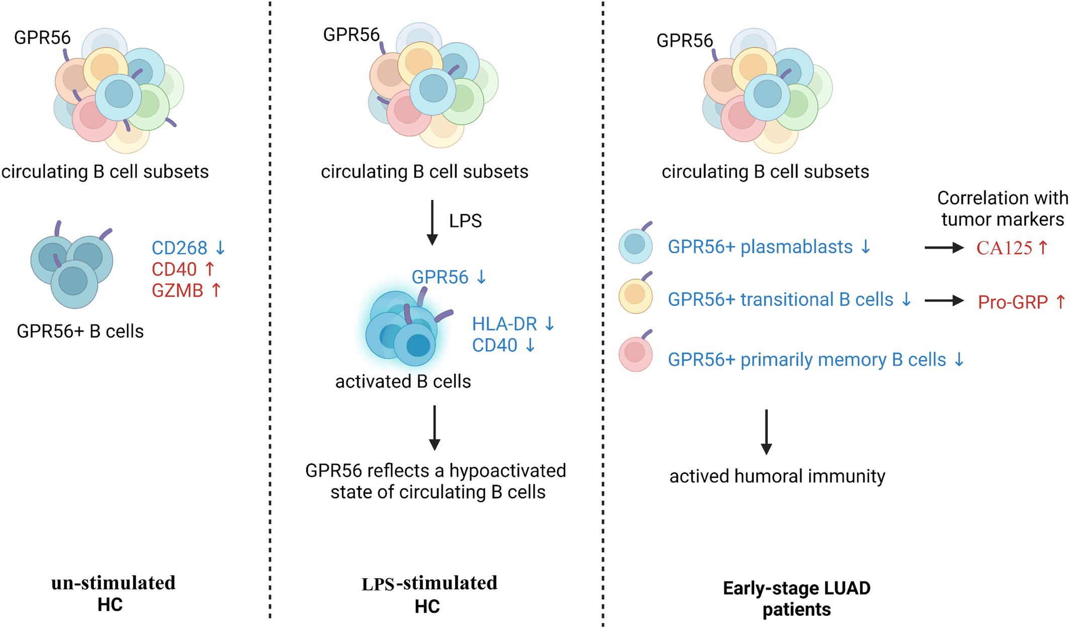 Expression of GPR56 reflects a hypoactivated state of circulating B cells and is downregulated in B cell subsets in patients with early-stage lung adenocarcinoma