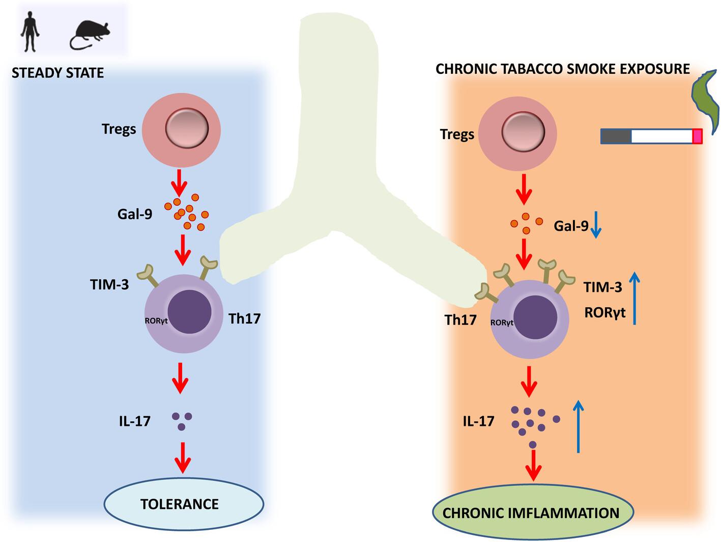 Impairment of Gal-9 and Tim-3 crosstalk between Tregs and Th17 cells drives tobacco smoke-induced airway inflammation