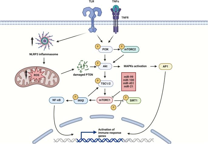 The ability of microRNAs to regulate the immune response in ischemia/reperfusion inflammatory pathways